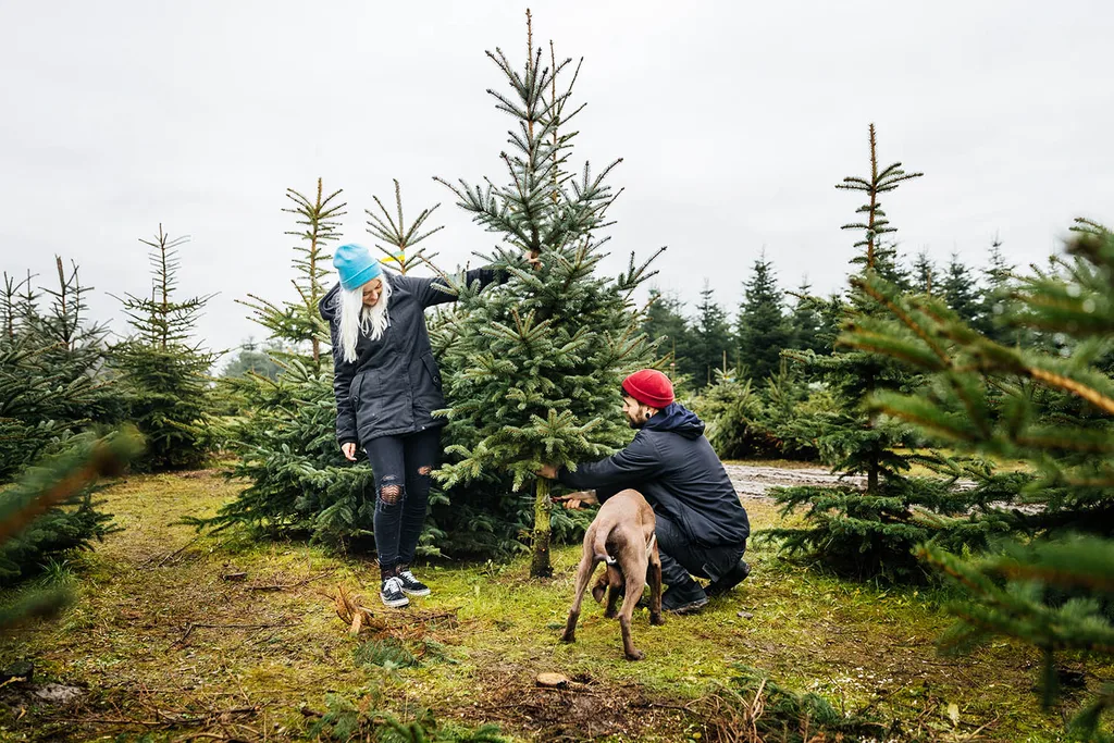 couple cutting down christmas tree