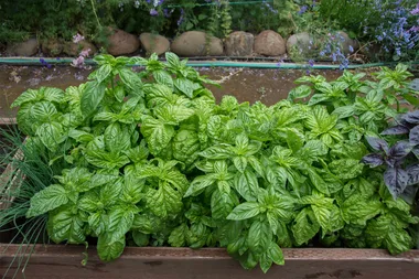 Garden plants that battle the bugs