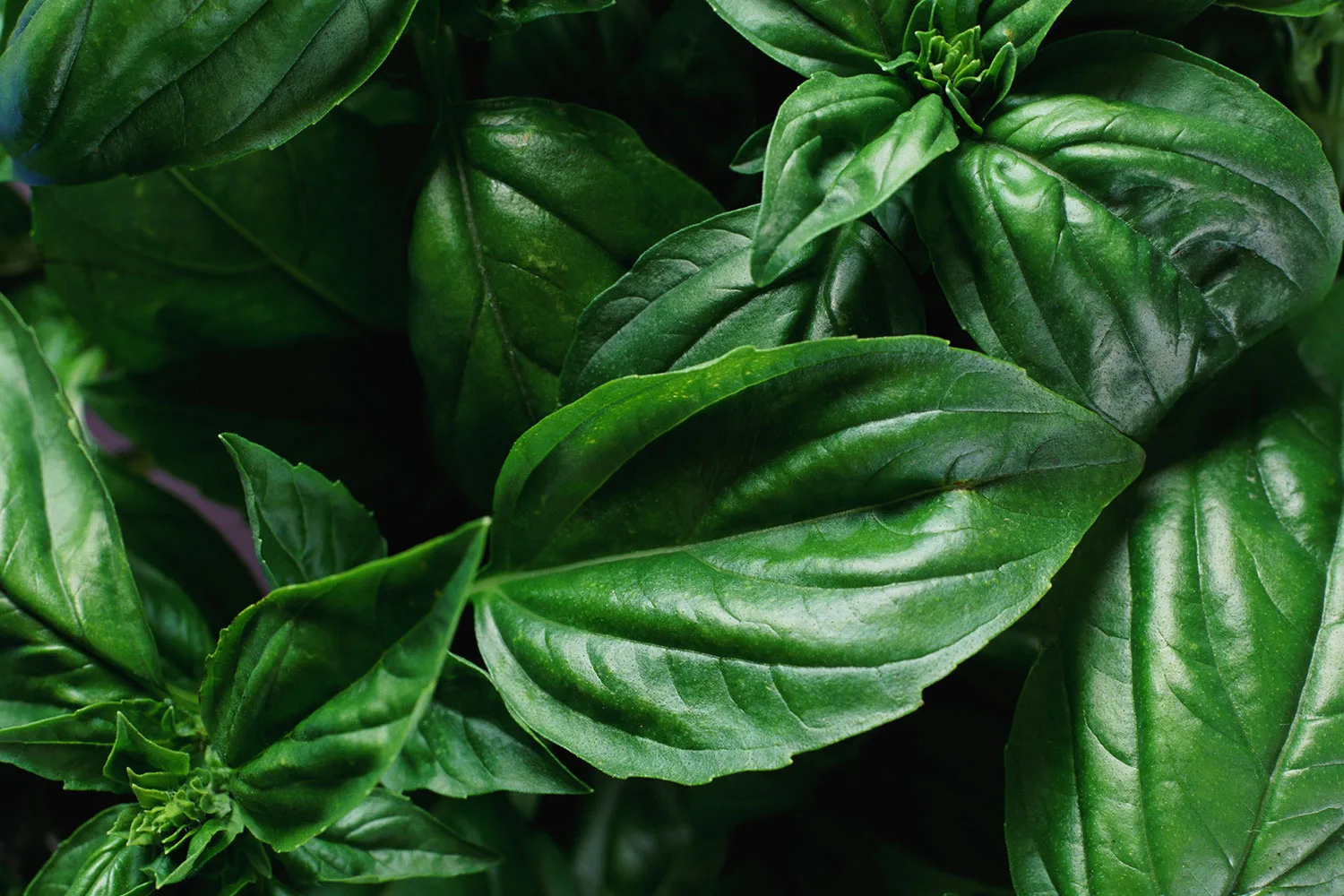 Basil