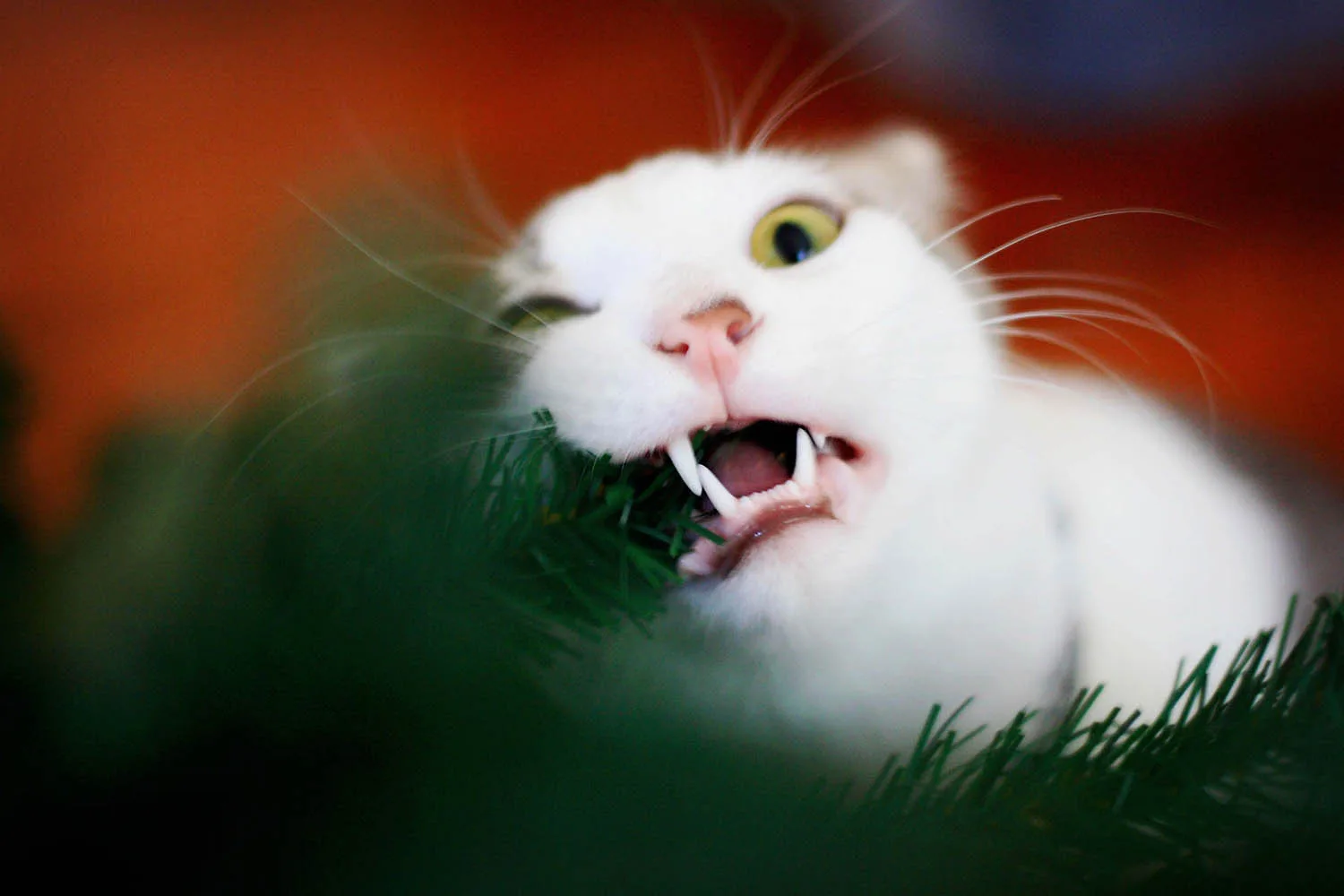 Are Christmas Trees Poisonous To Cats Better Homes and Gardens