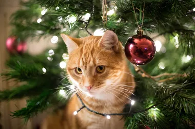 Are Christmas trees poisonous to cats?