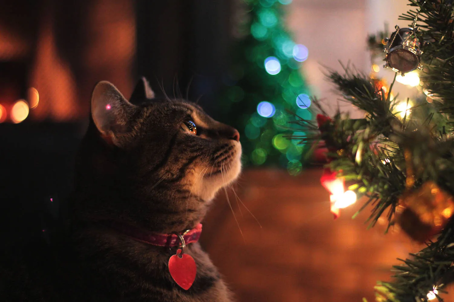 Are Christmas Trees Poisonous To Cats Better Homes and Gardens