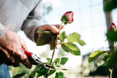 How to grow roses from cuttings
