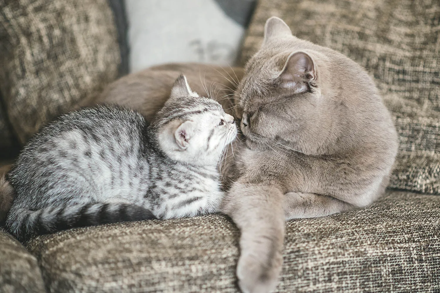 two cats cuddling on chair