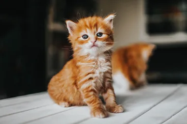 How you can help abandoned cats this Christmas