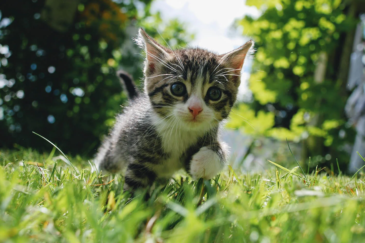 kitten walking through grass