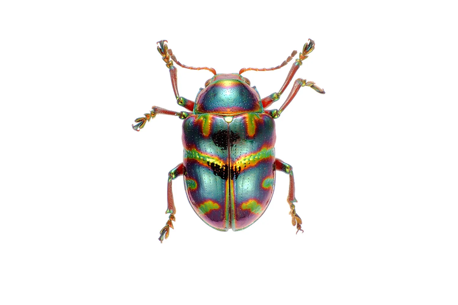 Christmas beetle