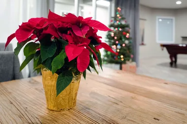 Everything you need to know about poinsettia plants