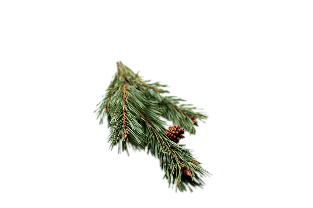 Sprig of pine