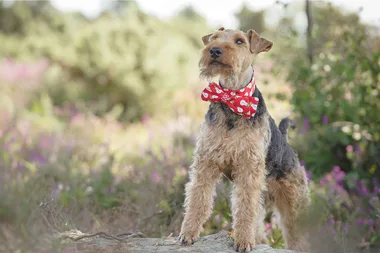 How to make a dapper Christmas dog collar