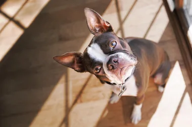Your dog can identify an untrustworthy person