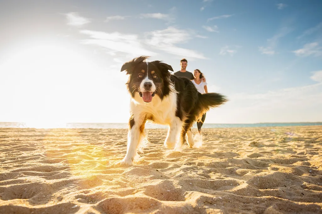 happy dog running on sand