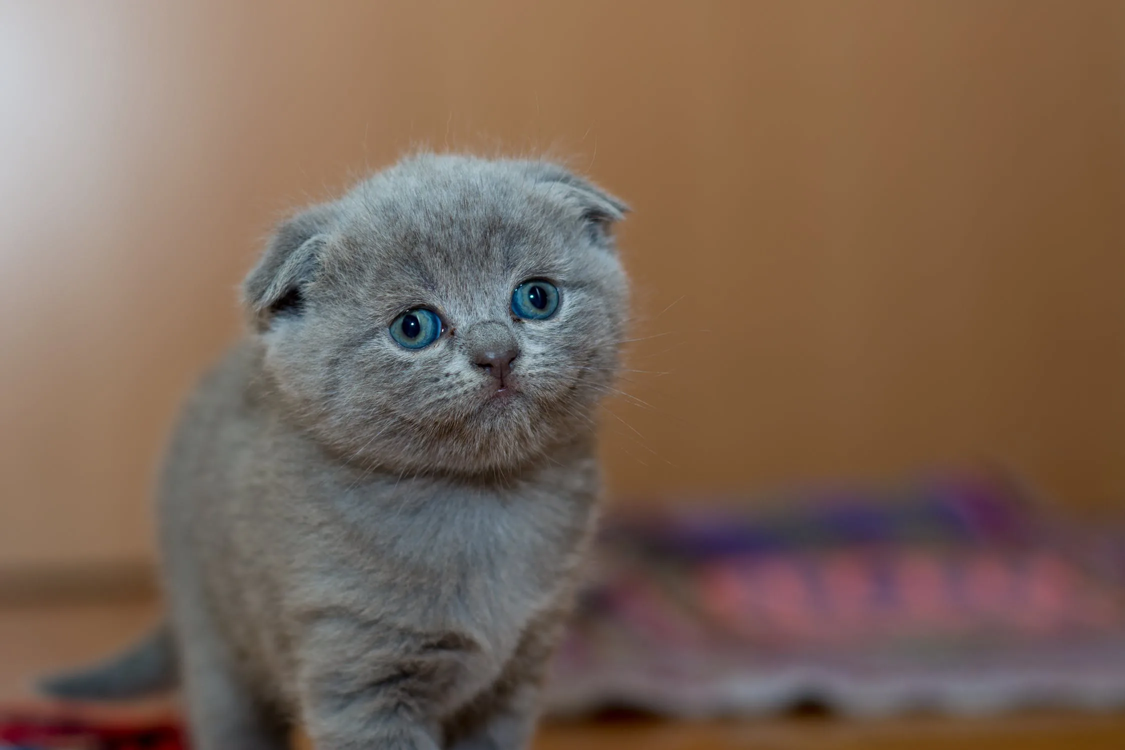 british shorthair cat blue