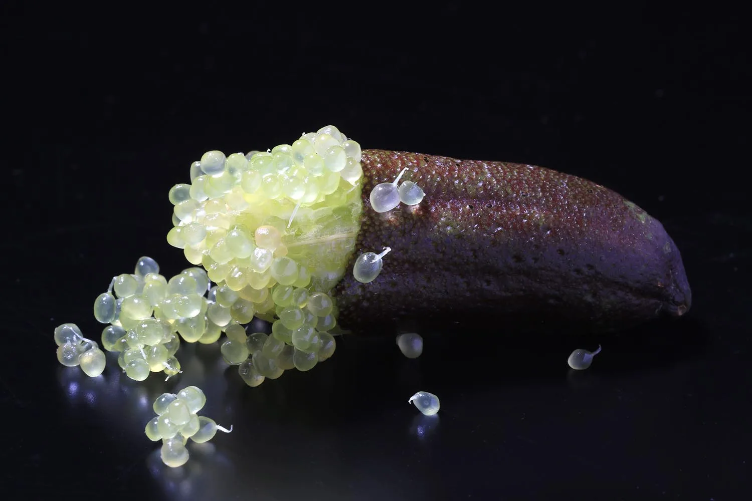 australian native finger lime