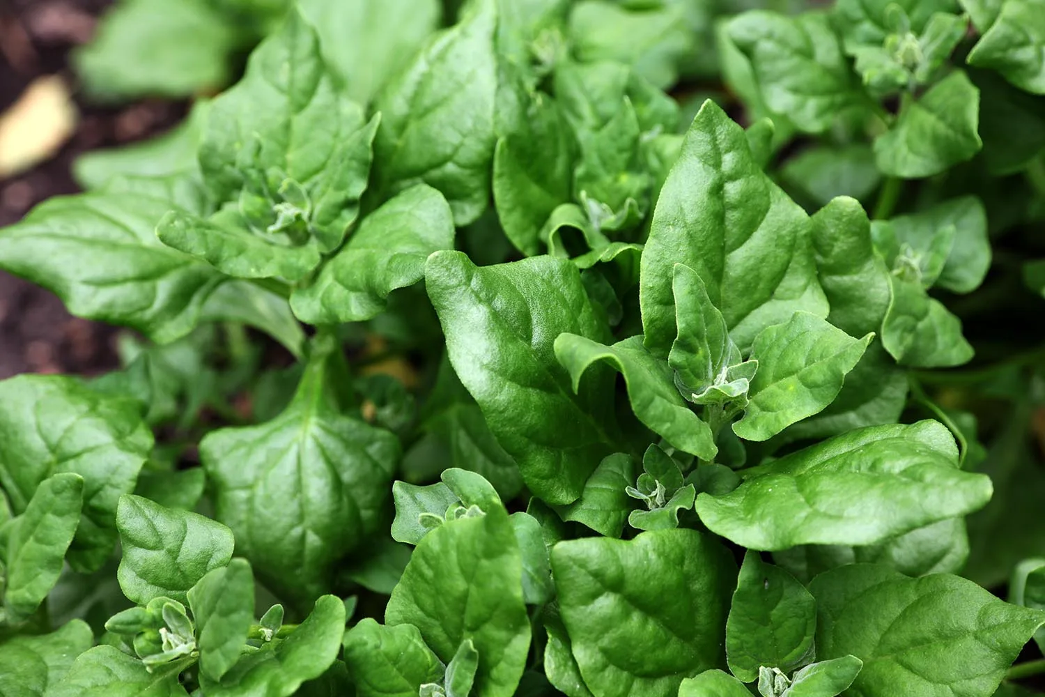 warrigal green