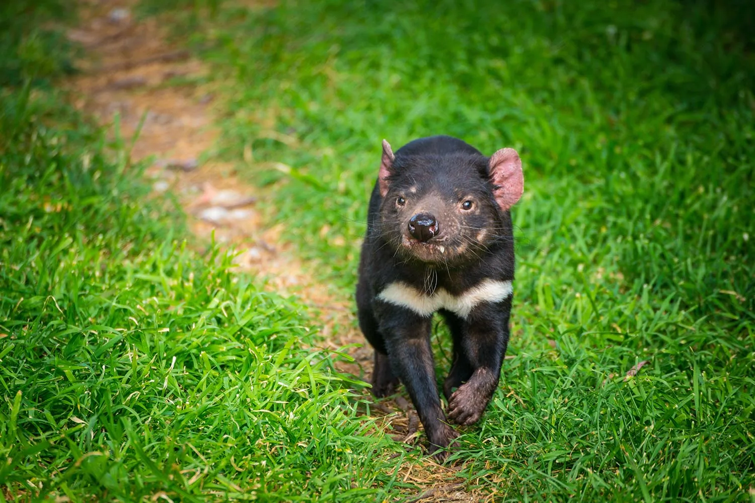 tasmanian devil