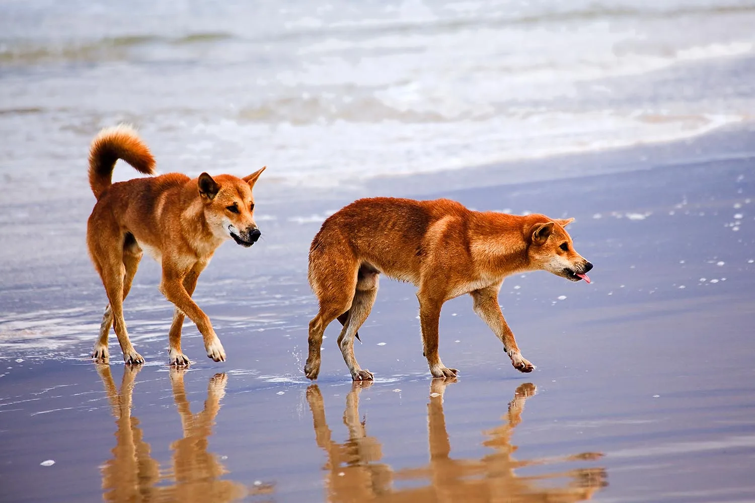 dingoes