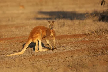 The best places to see and watch wild animals in Australia