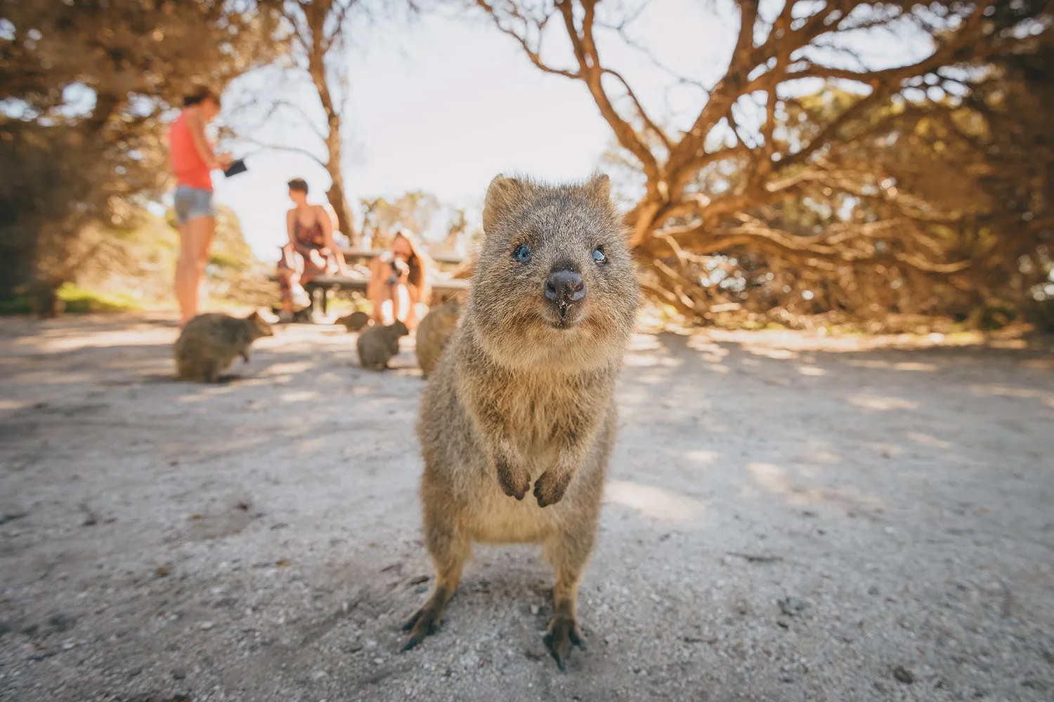 quokka