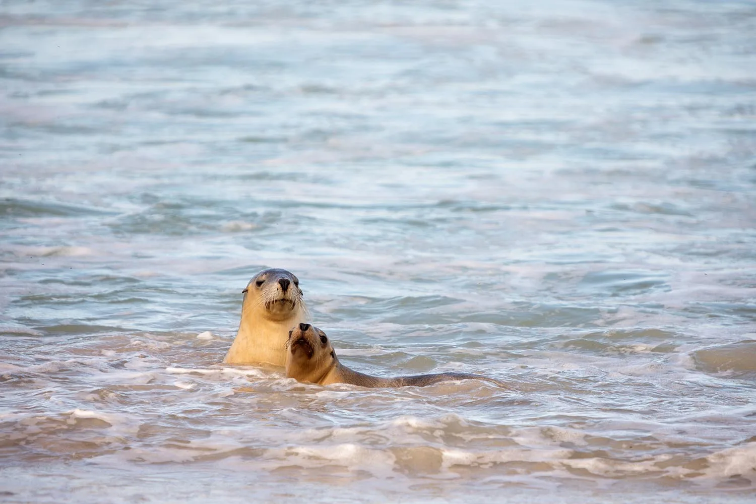 sea lion