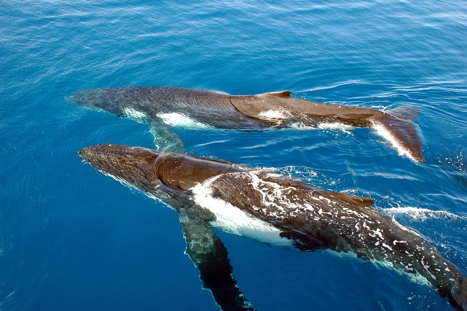 humpback whales