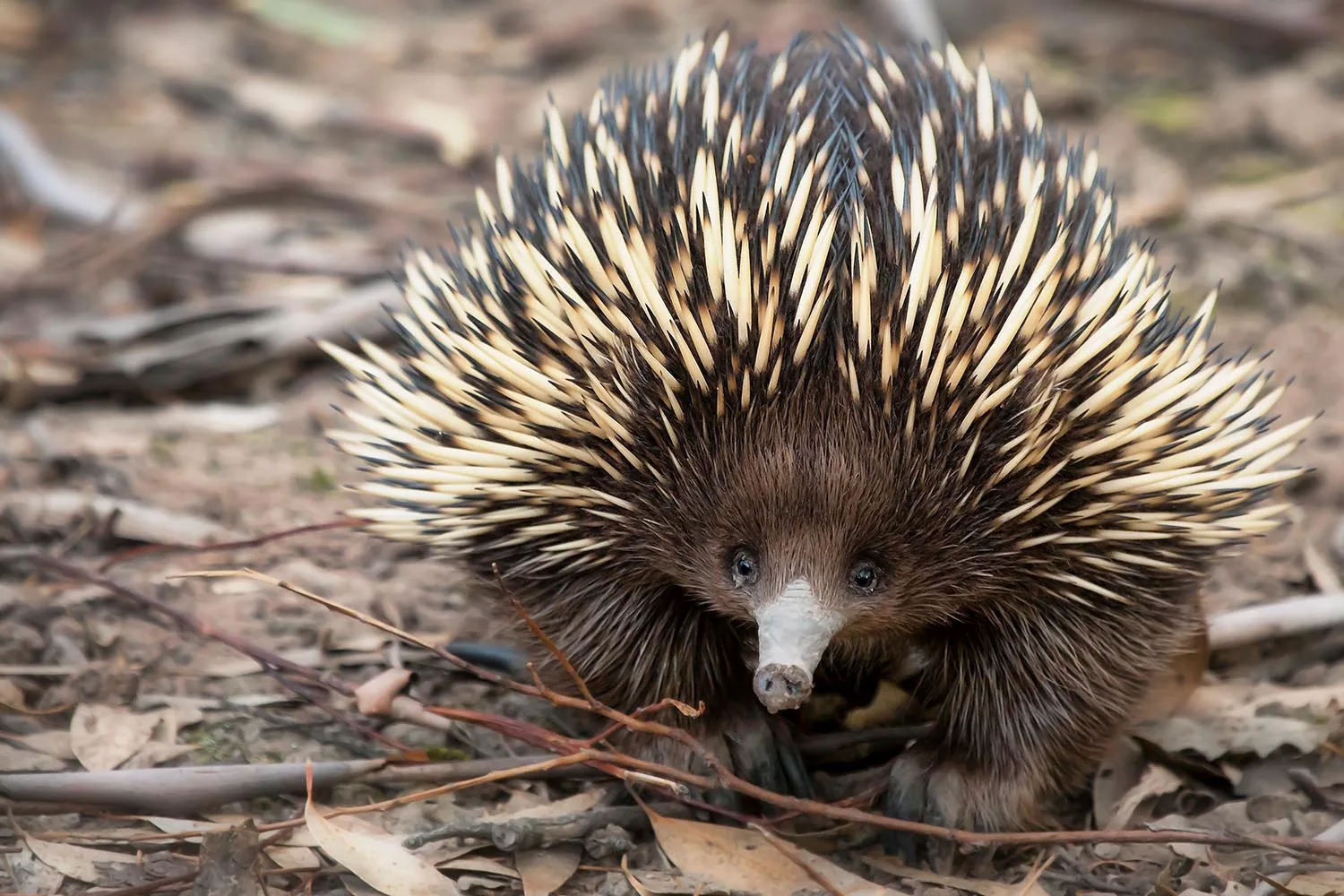 echidna