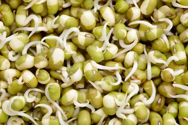 How to make almost any bean sprout