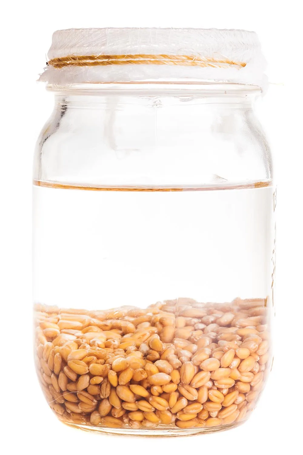 beans sprouting in jar