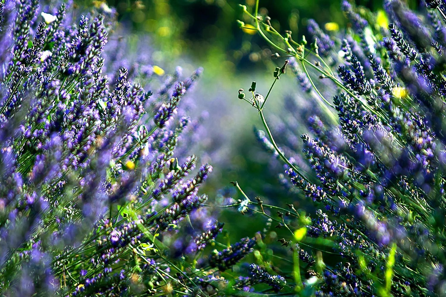 lavender plant