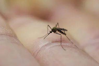 How to protect your home and family from mosquitoes
