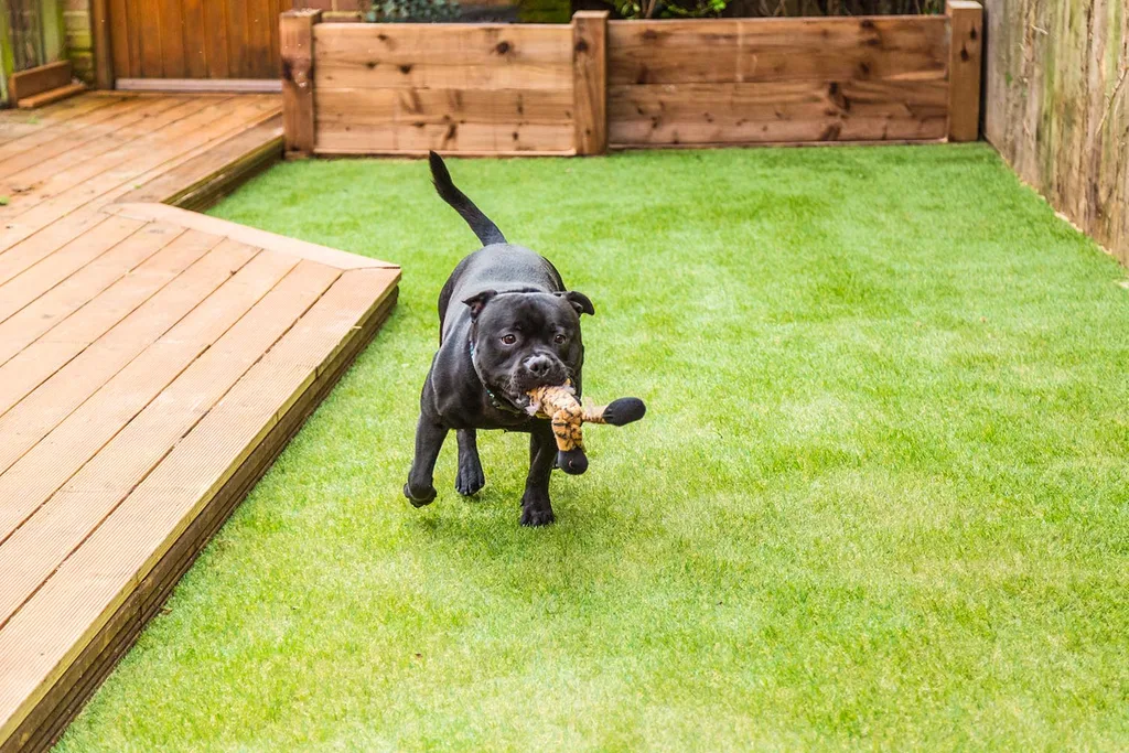 dog running on artificial grass