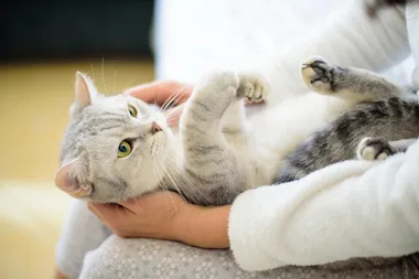 How to stop your cat from scratching the furniture