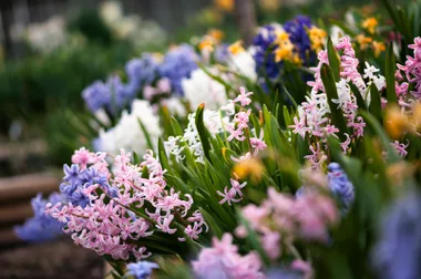 Three Australian gardening apps