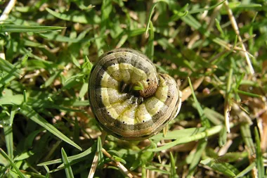 How to get rid of army worms
