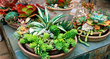 Four ways to recycle old items into fabulous pots