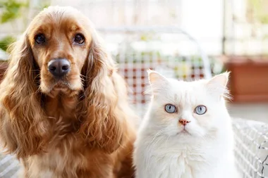 5 of the most common health problems for pets