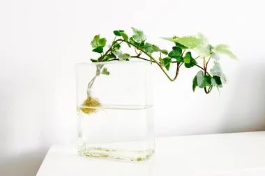 How to grow plants in water in 5 easy steps