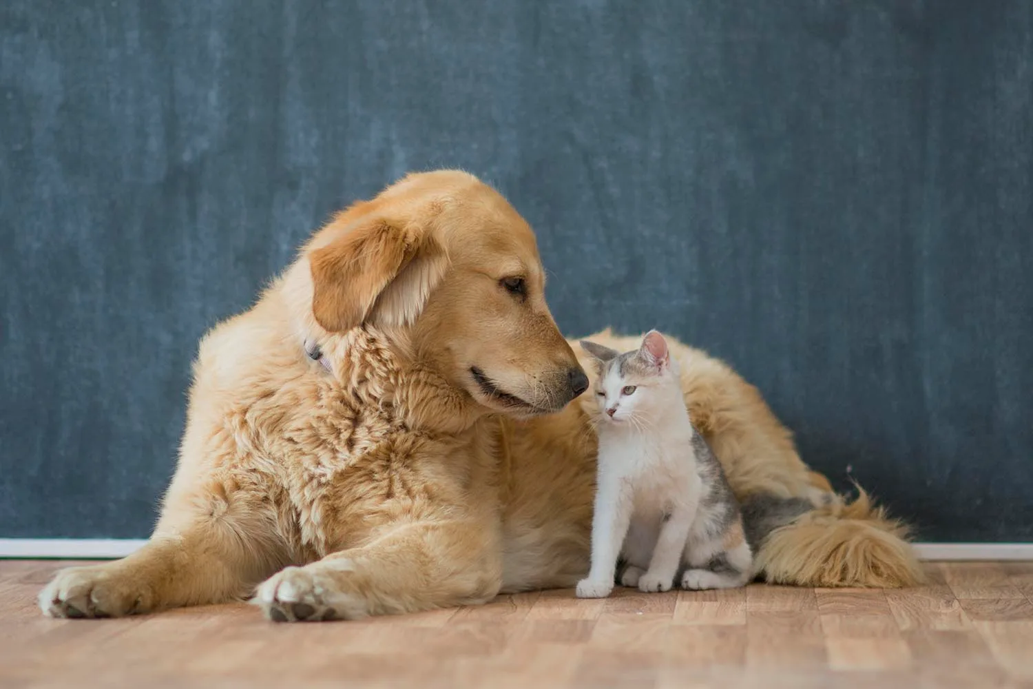 How you can save a life on National Pet Adoption Day