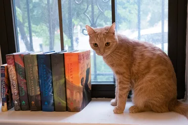 Your Harry Potter books could be worth thousands of dollars