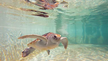 Cairns turtle rehab