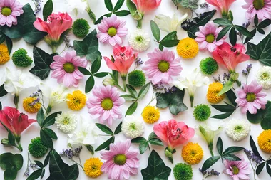 30 flowers and their surprising meanings