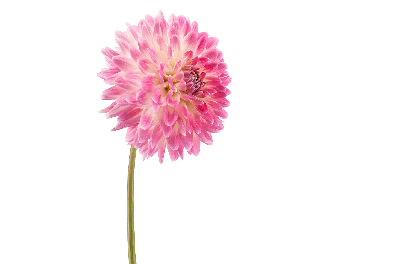 Dahlia