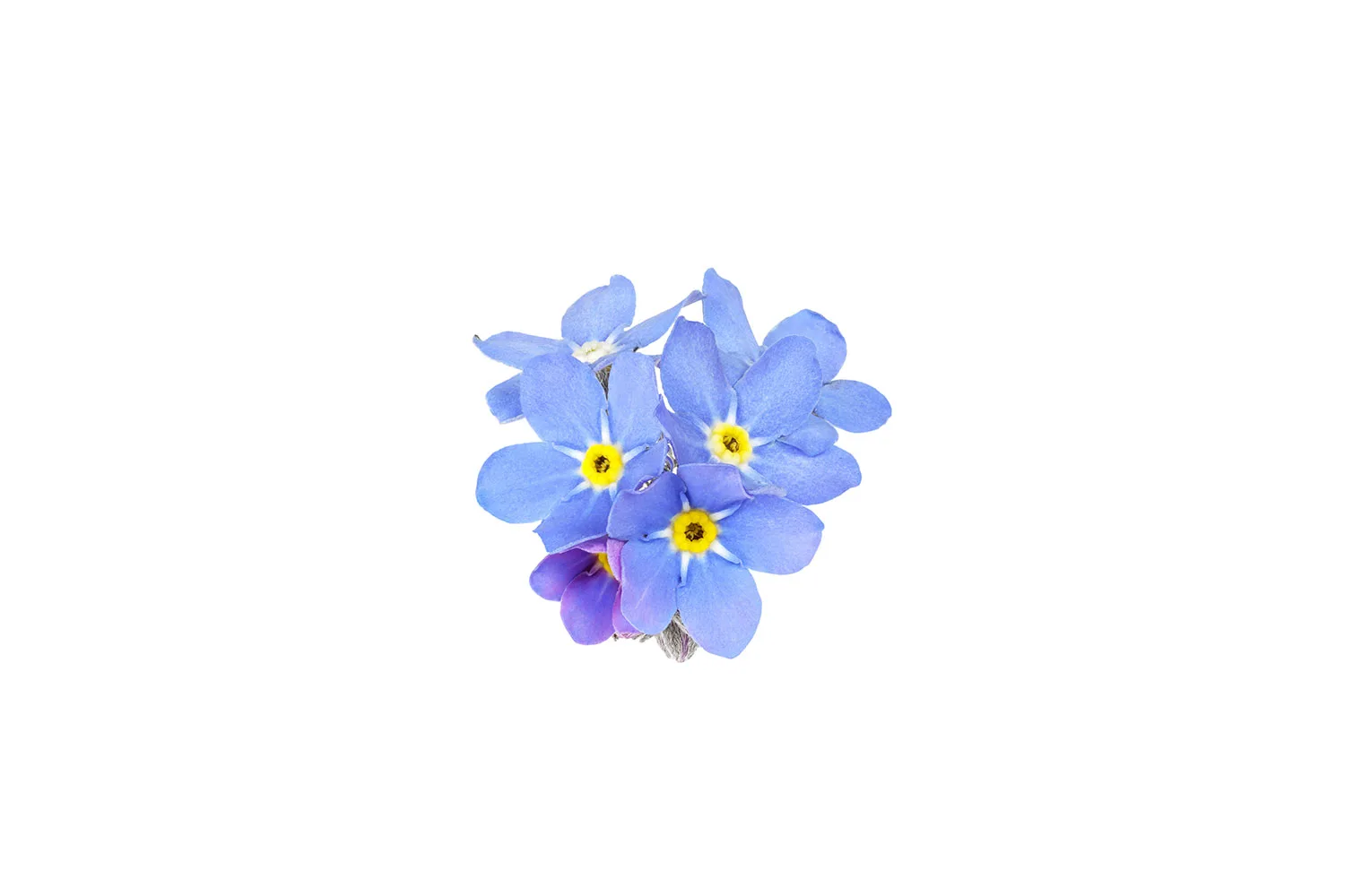 Forget-me-not