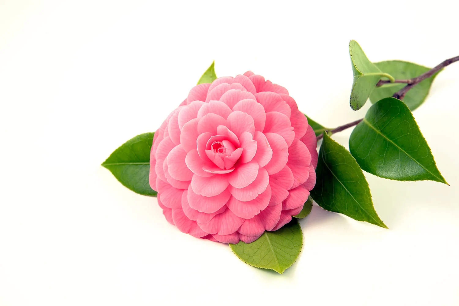 Camellia