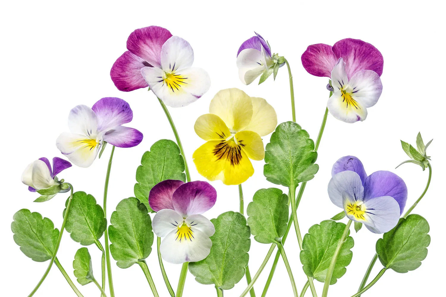 Pansies