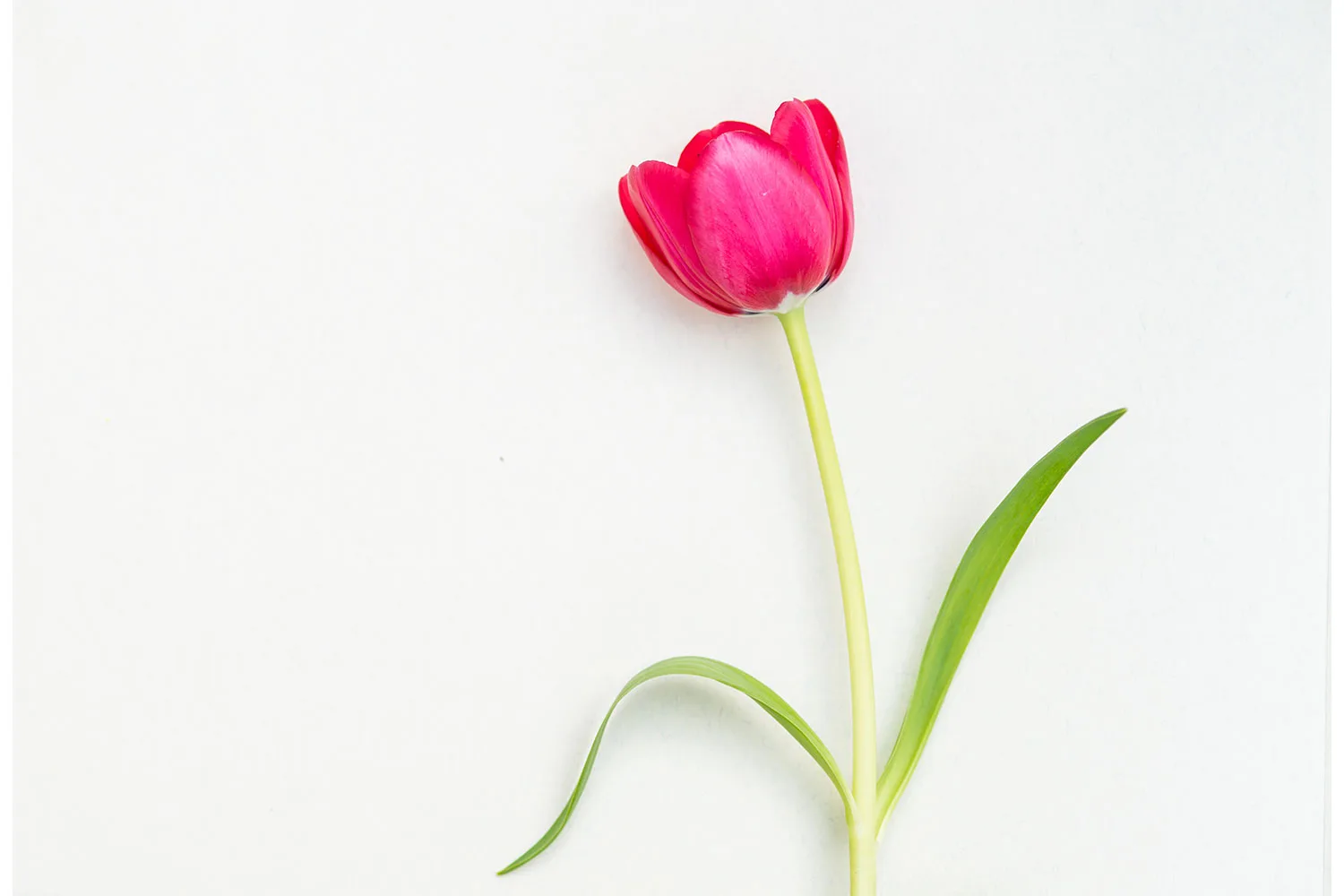 Tulip