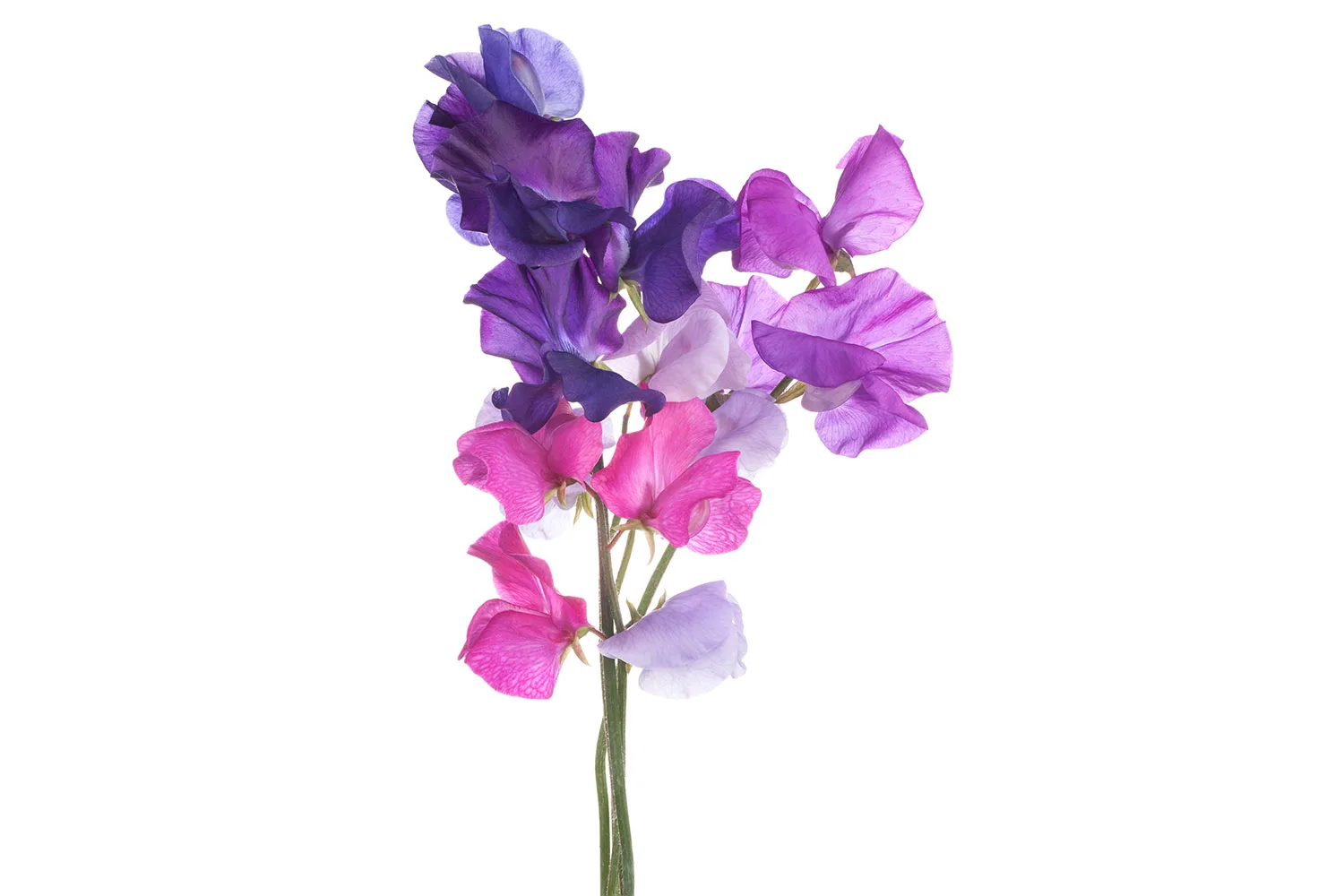 Sweet peas