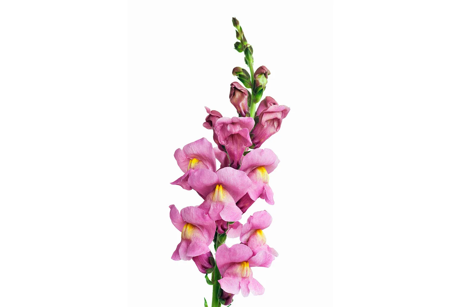 Snapdragon