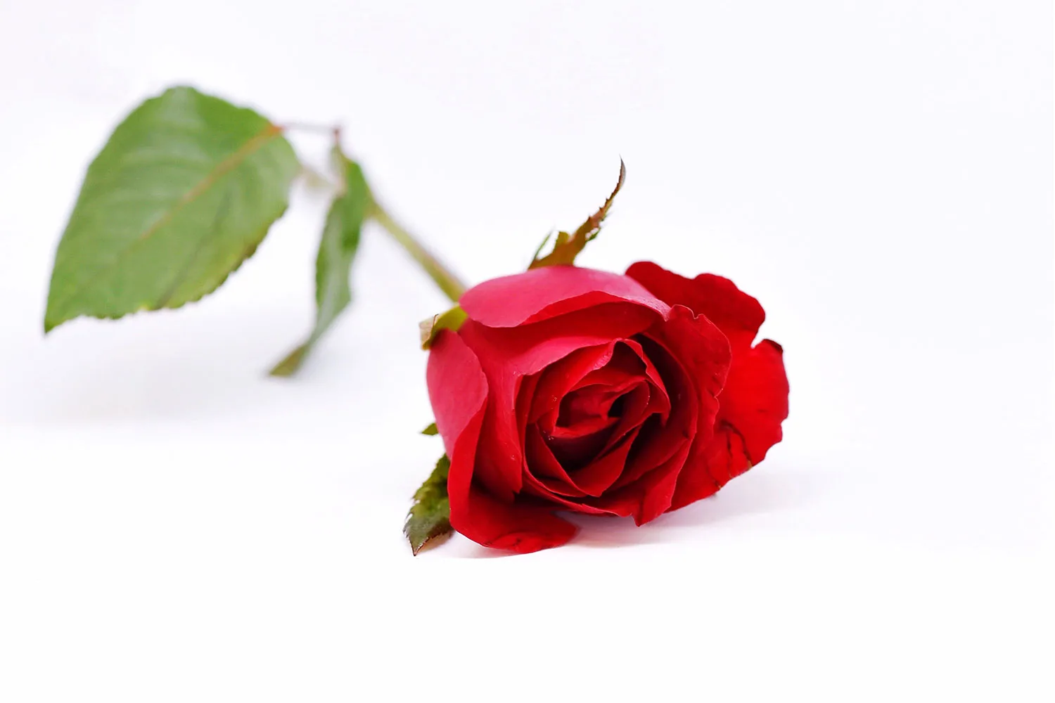 Red rose