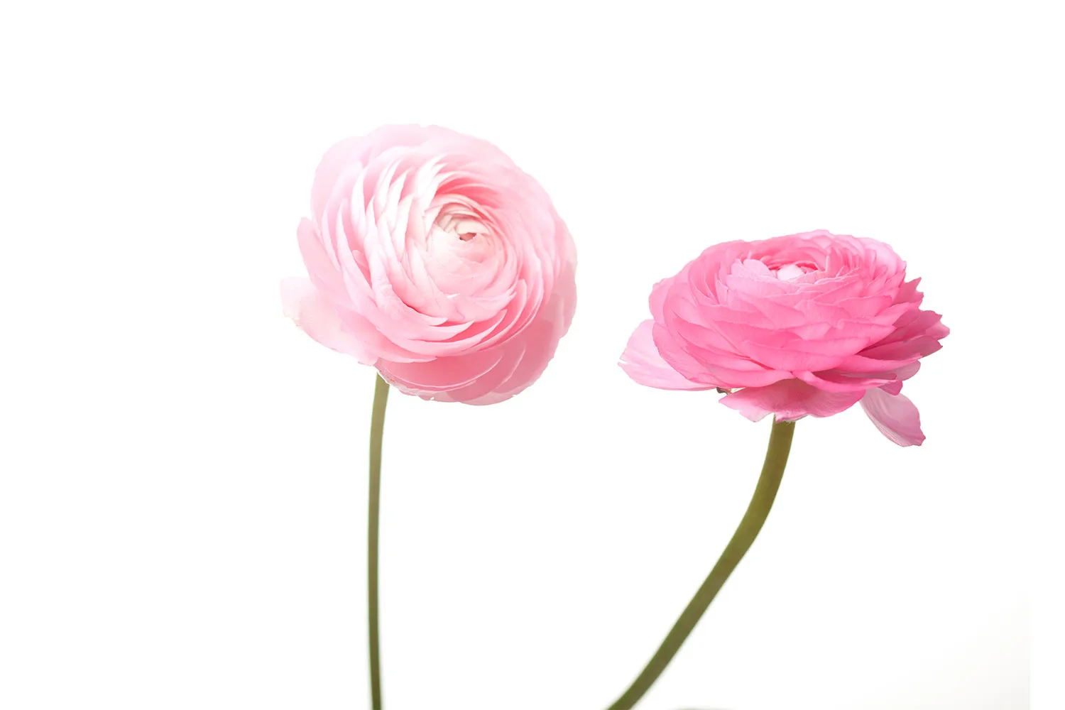 Ranunculus